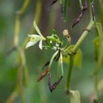 Fleur de vanille bourbon bio de Madagascar