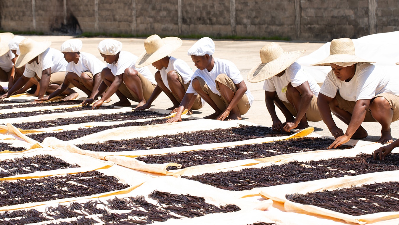 Séchage en extérieur des gousses de vanille de Madagascar