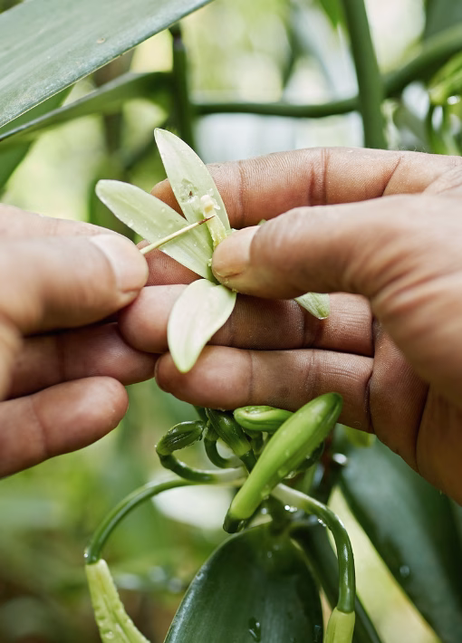 empreinte carbone norohy plantation